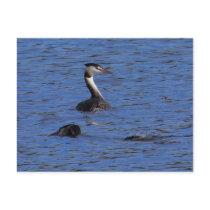 Great Crested Grebe postcards by Welshpixels Great Crested Grebe postcards