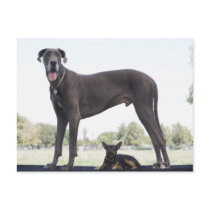 Great dane and small mixed-breed dog postcards