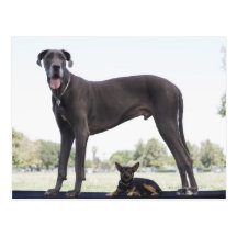 Great dane and small mixed-breed dog postcards