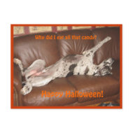 Great Dane Ate Too Much Halloween Candy postcard