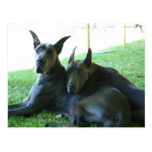 Great Dane Buddies Postcard