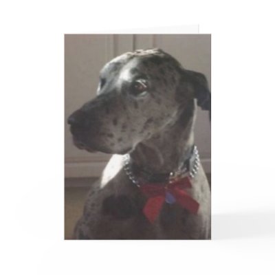 Great Dane Card by Cornish