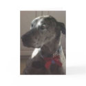 Great Dane cards by Cornish Great Dane cards