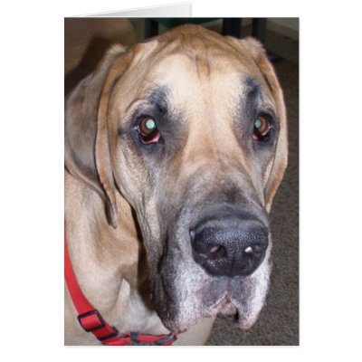 great dane greeting cards by wolfmountainstudio