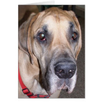 great dane cards