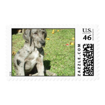 Great Dane Dog Postage Stamp