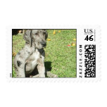 Great Dane Dog Postage Stamp