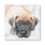 Great Dane Fawn Ransom Pup magnets