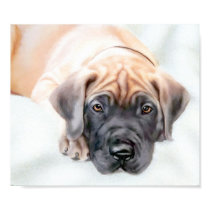 Great Dane Fawn Ransom Pup posters