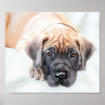 Great Dane Fawn Ransom Pup posters