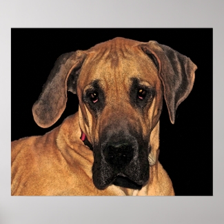Great Dane Gentle Giant Poster