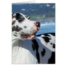 Great Dane - Harlequin - Bogey Greeting Card