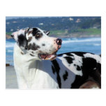Great Dane - Harlequin - Bogey Postcards