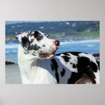 Great Dane - Harlequin - Bogey Print