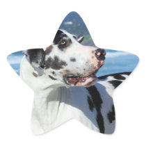 Great Dane - Harlequin - Bogey Stickers