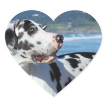 Great Dane - Harlequin - Bogey Stickers