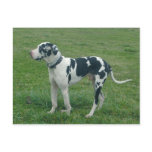 Great Dane Harlequin "Cash" Postcard