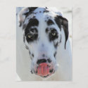 Great Dane - Harlequin - My Tongue Touches My Nose Post Card