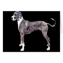 Great Dane 'Heffner' greeting Card