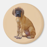 Great Dane King of Dogs Magnet