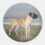 Great Dane King of Dogs Magnet