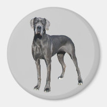 Great Dane King of Dogs Magnet