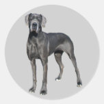 Great Dane King of Dogs Sticker