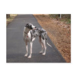 Great Dane Marley Post Cards