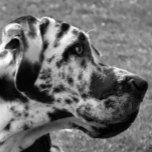 GREAT DANE MOUSEPADS