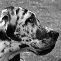 GREAT DANE MOUSEPADS