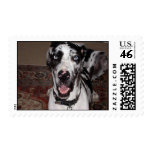Great Dane "Old blue eyes" postage