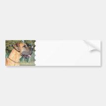 Great Dane Photo Bumper Sticker