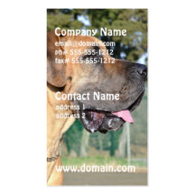 Great Dane Photo Business Cards