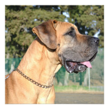 Great Dane Photo Invitations
