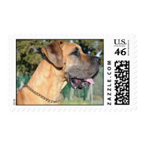 Great Dane Photo Postage Stamp