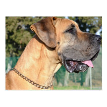 Great Dane Photo Postcard