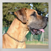 Great Dane Photo Poster