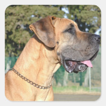 Great Dane Photo Stickers