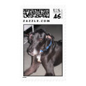 Great Dane postage