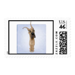 Great Dane postage