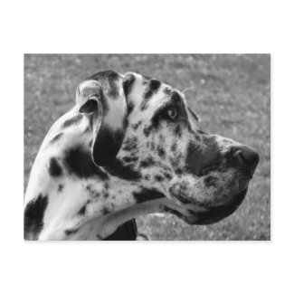 GREAT DANE postcard