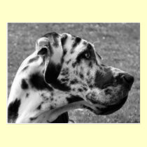 GREAT DANE postcards