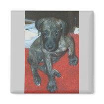 GREAT DANE PUP magnets
