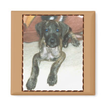 GREAT DANE PUP magnets