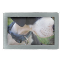 Great Dane Puppy Belt Buckles
