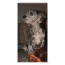 Great Dane Puppy Cards Photo Card Template