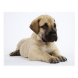 Great Dane puppy Lying in Studio Postcard