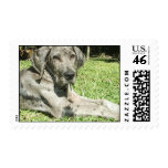Great Dane Puppy Postage Stamp