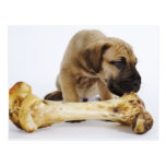Great Dane puppy with bone in studio Post Cards