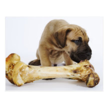 Great Dane puppy with bone in studio Post Cards